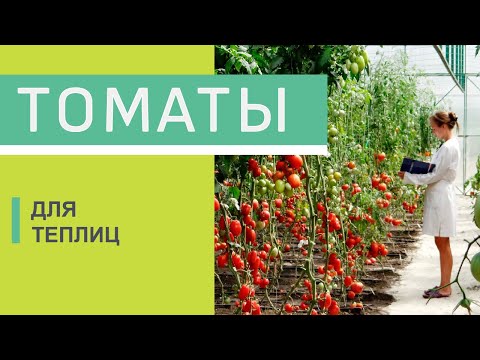 Видео: Томаты для теплиц.