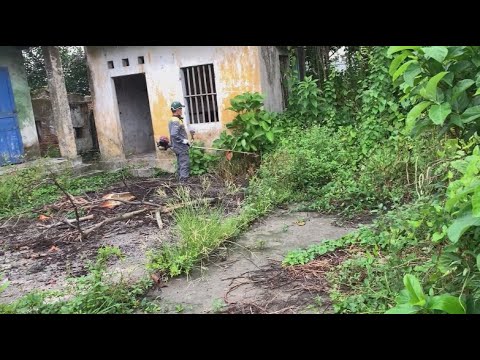 Видео: Заброшенный дом Зарос сорняками Деревья покрывают крышу Уборка Шокирующая трансформация