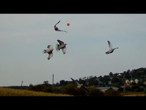 Видео: Охота на голубя Dove hunting