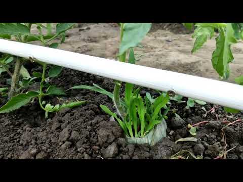 Видео: капельный полив из трубы и саморезов