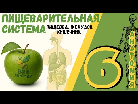 Видео: Пищеварительная система • строение и функции ЖКТ