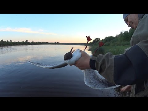 Видео: Отличный ПЕРЕКАТ! Клюют ЖЕРЕХИ и ЧАЙКИ. Рыбалка на жереха в июне на ZipBaits Raphael 45s