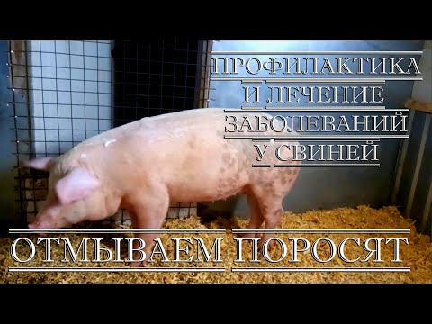 Видео: Отмываем поросят!!!