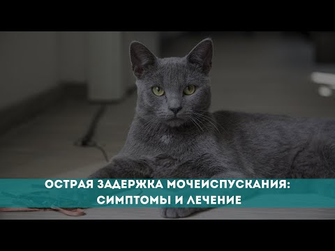 Видео: Острая задержка мочеиспускания: симптомы и лечение