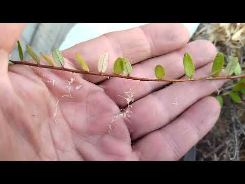 Видео: Как клюква растёт на грядке?