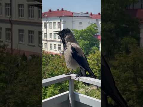 Видео: Гродненка приручила пару ворон и снимает их похождения на видео