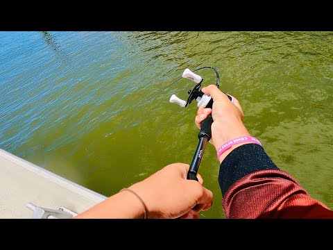 Видео: Гигантский мангровый джек во время рыбалки на Золотом побережье | Марина-Майем