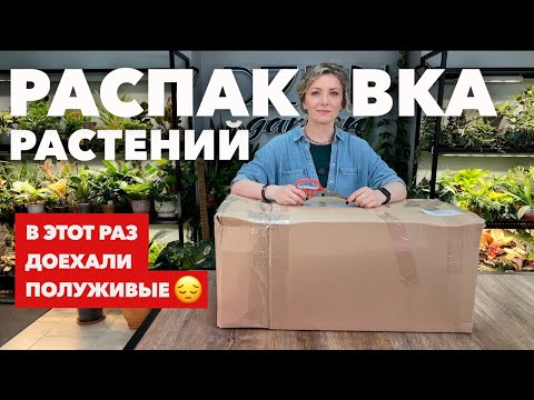 Видео: Большая распаковка посылки с растениями из Голландии