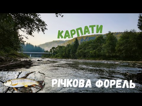 Видео: ЛОВЛЮ ФОРЕЛЬ У ГОРАХ. Річка Мізунка. Краса Карпат.