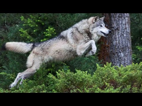 Видео: ВОЛК в один прыжок изменил мою судьбу навсегда!