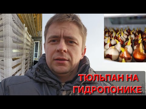 Видео: Выгонка тюльпана на гидропонике, обзор теплицы  1 января 2025 г.#васькапилот