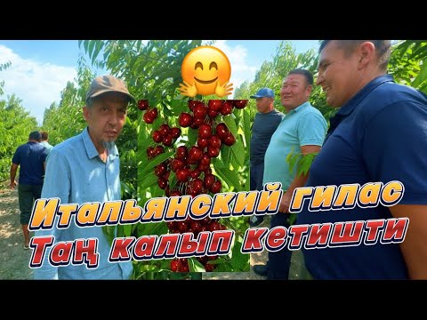 Видео: Жаңы итальянский гилас таң калып кетишти🤗