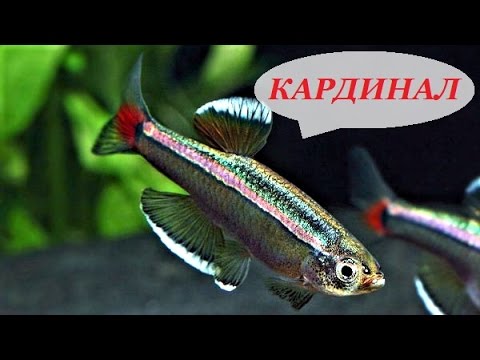 Видео: Кардинал рыбка аквариумная, содержание кардиналов, разведение, уход, кормление, совместимость.