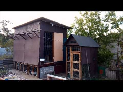 Видео: Я удивляюсь этой голубине! Эта будка не резиновая!