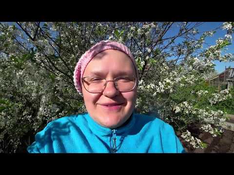 Видео: Самый эффективный способ сева моркови