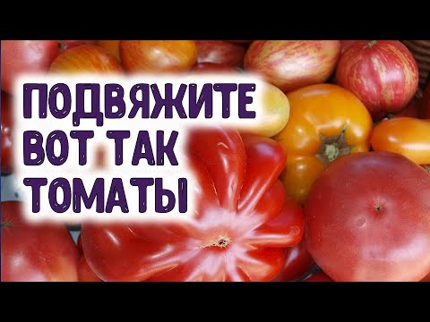 Видео: С одного куста помидора 15 килограммов томатов, подвязывая так