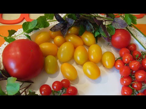 Видео: Комнатные томаты  Посадка  Делюсь опытом