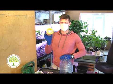 Видео: Как избавится от паутинного клеща на комнатном лимоне?