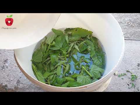 Видео: Крапива - удобрение и инсектицид от природы