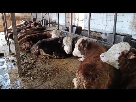 Видео: Как нужно кормить бычков что бы не испортить им желудок. Влияние качества помола дробилки на откорм.