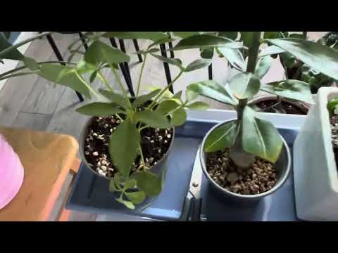 Видео: Мои растения 🌱 