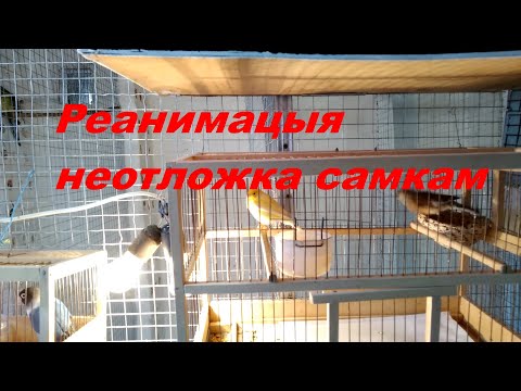 Видео: Лечение Канарейки,Реанимация Самки неразлучника