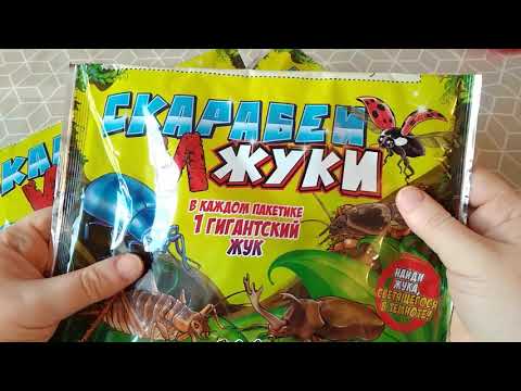 Видео: Скарабеи и жуки от Сбабам