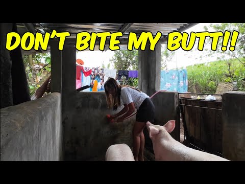 Видео: 🇵🇭 НАХАЛЬНЫЕ ПОРОСЯТА!