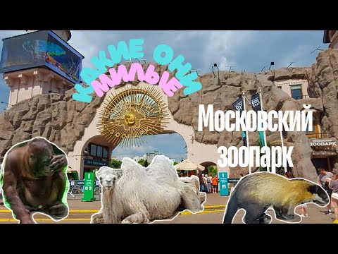 Видео: МОСКОВСКИЙ ЗООПАРК. ОЧЕНЬ КРАСИВО И ИНТЕРЕСНО. MOSCOW ZOO .VERY BEAUTIFUL