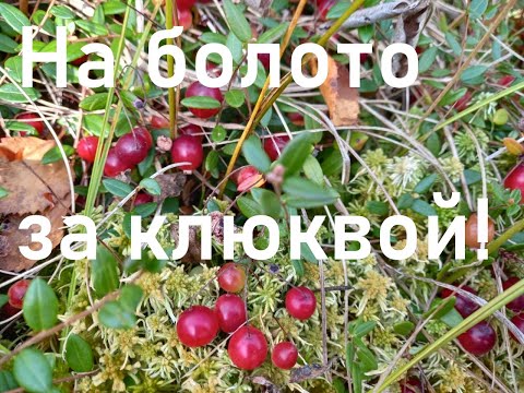 Видео: Прогулка по осеннему лесу на болото за клюквой .