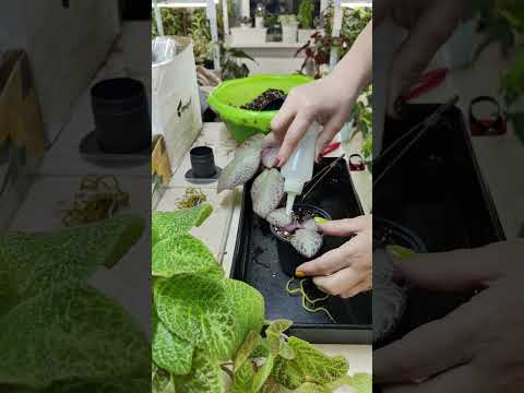 Видео: Эписции. Переукоренение, омоложение. ☘️🏵️🍀#комнатныерастения #эписции #цветы #растения