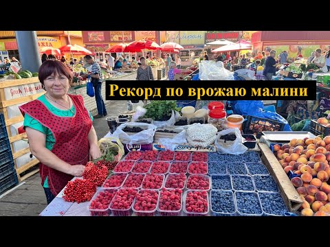 Видео: Малина Маравілла. 4 й рік після посадки. (Рекорд по врожаю)