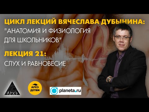 Видео: Вячеслав Дубынин: "Слух и равновесие" (Лекция 21)
