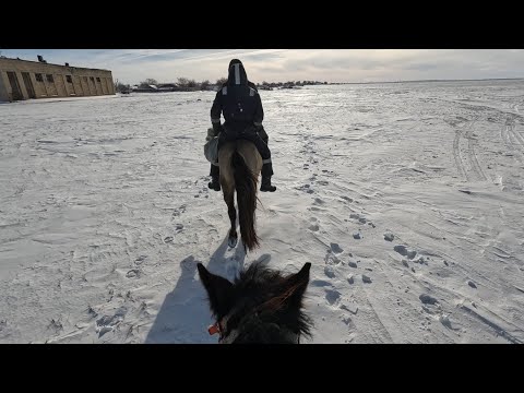 Видео: Малыш үйде. Құлагер үйірінен айырылып қалды.