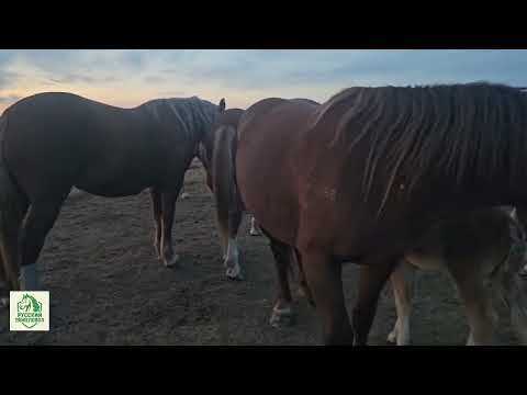 Видео: Табунное коневодство.| ВЕЧЕРНИЙ ООБЗОР