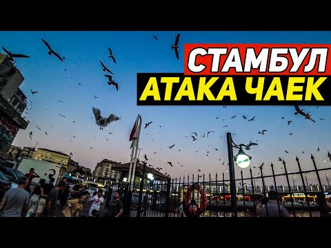 Видео: Чайки взбесились в Стамбуле