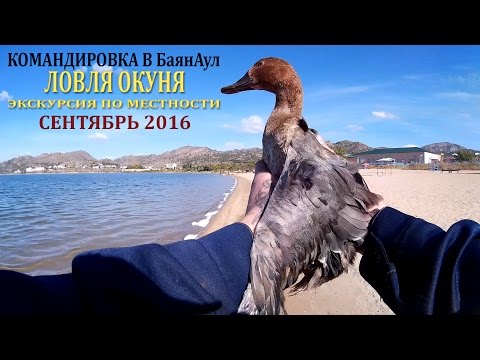 Видео: Командировка в Баянаул. Рыбалка на озере Джасыбай. Экскурсия по местности. Сентябрь. Сезон 2016