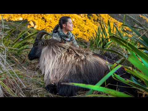 Видео: Ее первый бык (7 дней охоты в дикой природе)