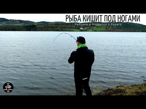 Видео: РЫБА ПРЯМО КИШИТ ПОД НОГАМИ! Рыбалка в Норвегии с берега! Норвегия. Рыбалка.