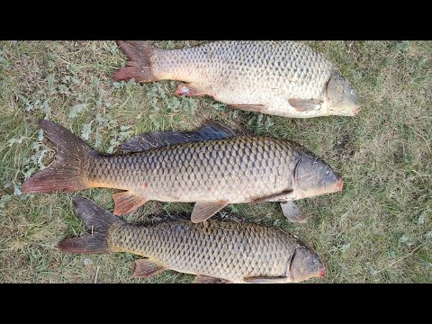 Видео: Сазаний сезон 2022 открыт!!! р. Чулым порадовала уловом!!! 27 мая.