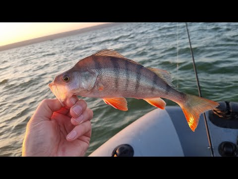 Видео: Косим ГОРБАЧЕЙ на водохранилище! Когда попал на КЛЁВ!