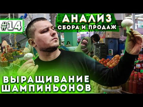 Видео: #14 Бизнес В Гараже | Анализ Продажи Волны | Выращивание Шампиньонов