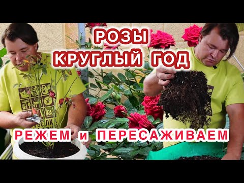 Видео: Как выращивать розы в условиях обычной квартиры