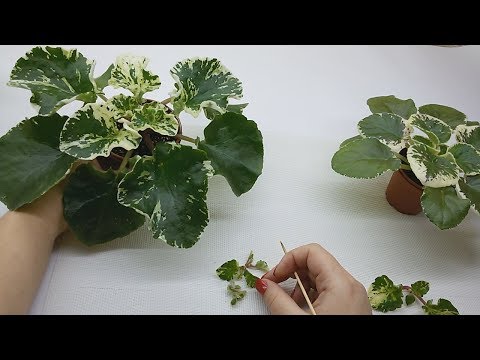 Видео: Удаление пасынков на фиалках. Как и зачем?