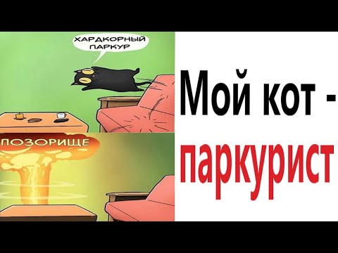 Видео: Приколы 2021! МОЙ КОТ ПАРКУРИСТ! Смешные видео! Мемы! Попробуй не засмеяться - Доми шоу!