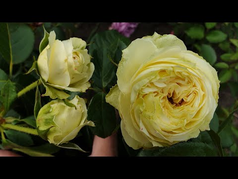 Видео: Красивое цветение роз. Подробно о каждой