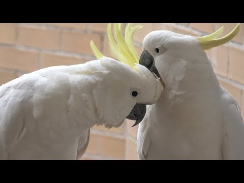Видео: 🦜 НА ЭТО МОЖНО СМОТРЕТЬ ЧАСАМИ!