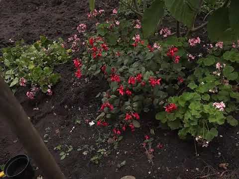 Видео: Обрезка фуксии на зимний период)