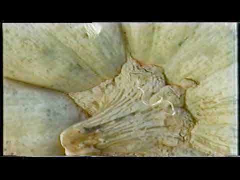 Видео: Док:  БЕРИЌЕT, с  Злести