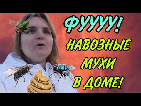 Видео: ШОК! НАВОЗНЫЕ МУХИ В ДОМЕ. VREDINA LIFE. ОБЗОР.
